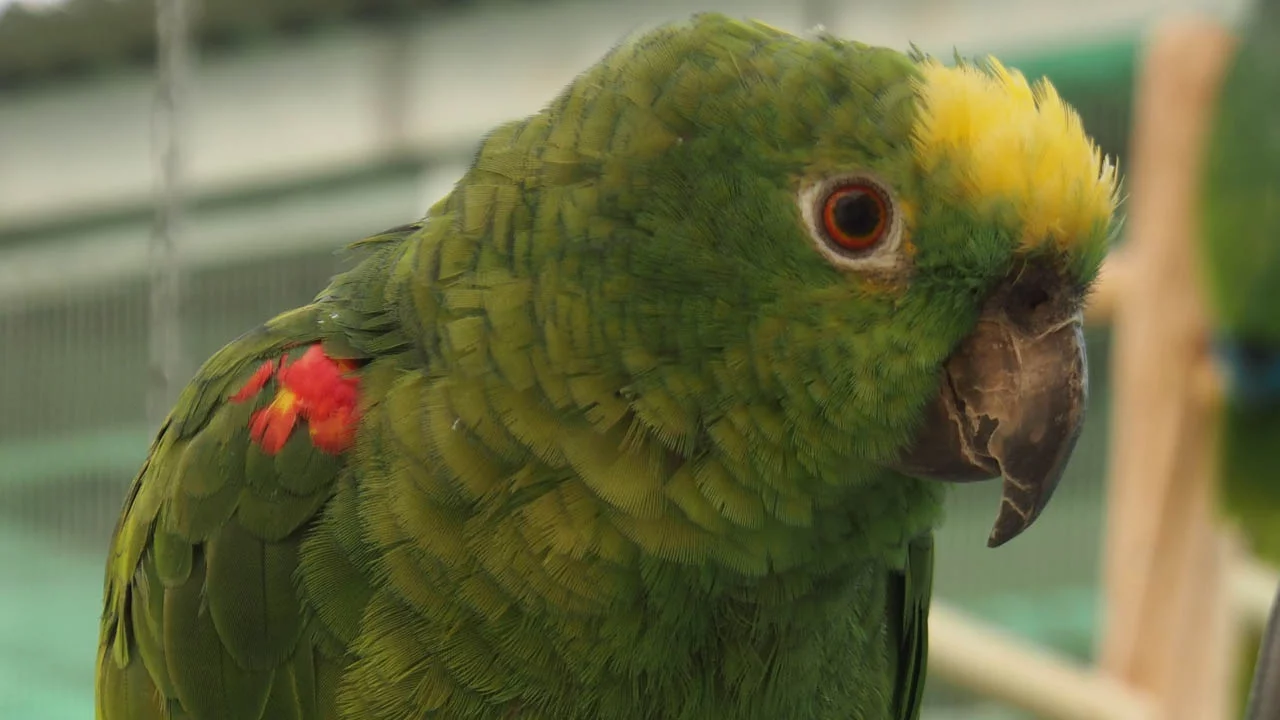 Gelbscheitel-/ Gelbstirnamazone - m/w in der Vermittlung - nur paarweise