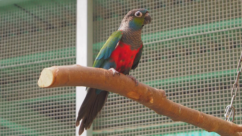 Rotbauchsittiche - m/w - in der Vermittlung - nur paarweise