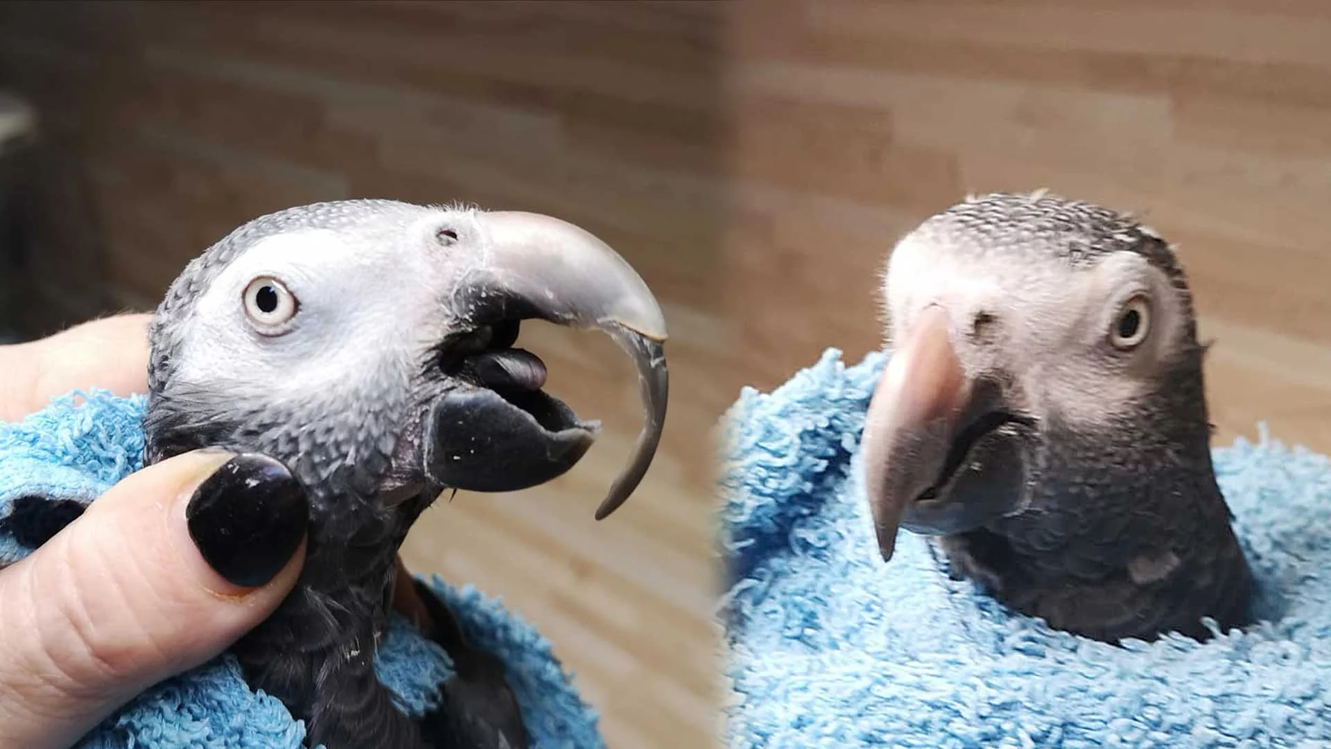 Papageienpark 1. Class Grooming 