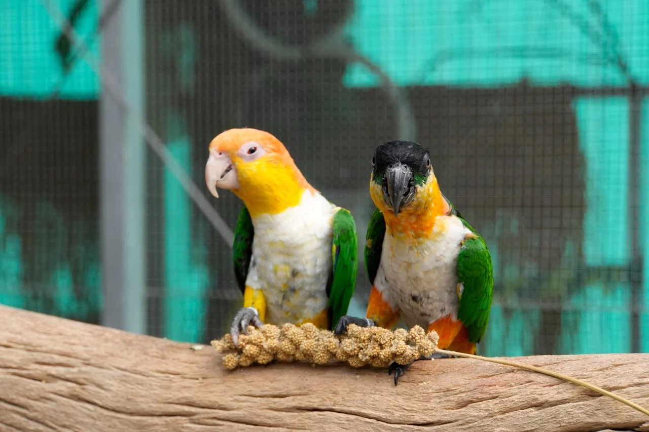 Papageien im Papageien Café