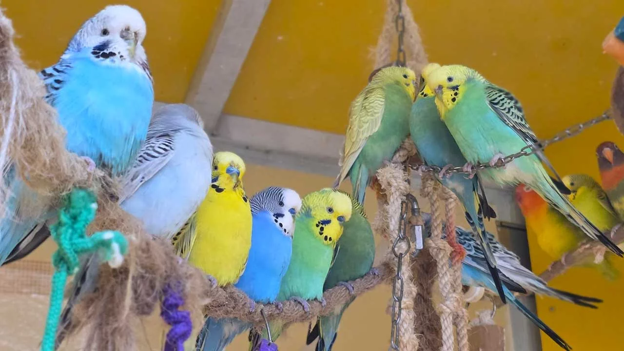 Niedliche Wellensittiche 