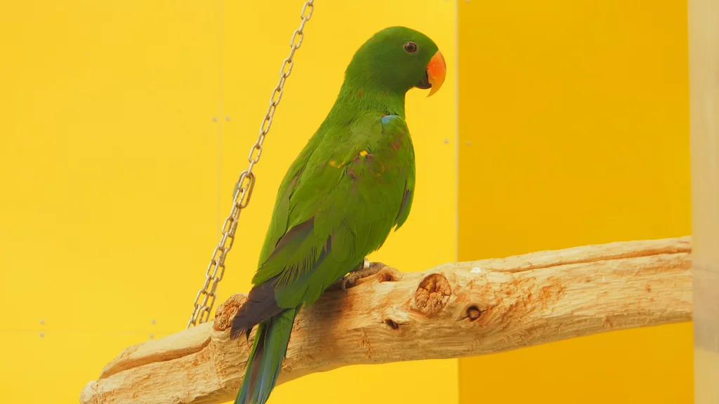 Edelpapageien -m- zur Vermittlung