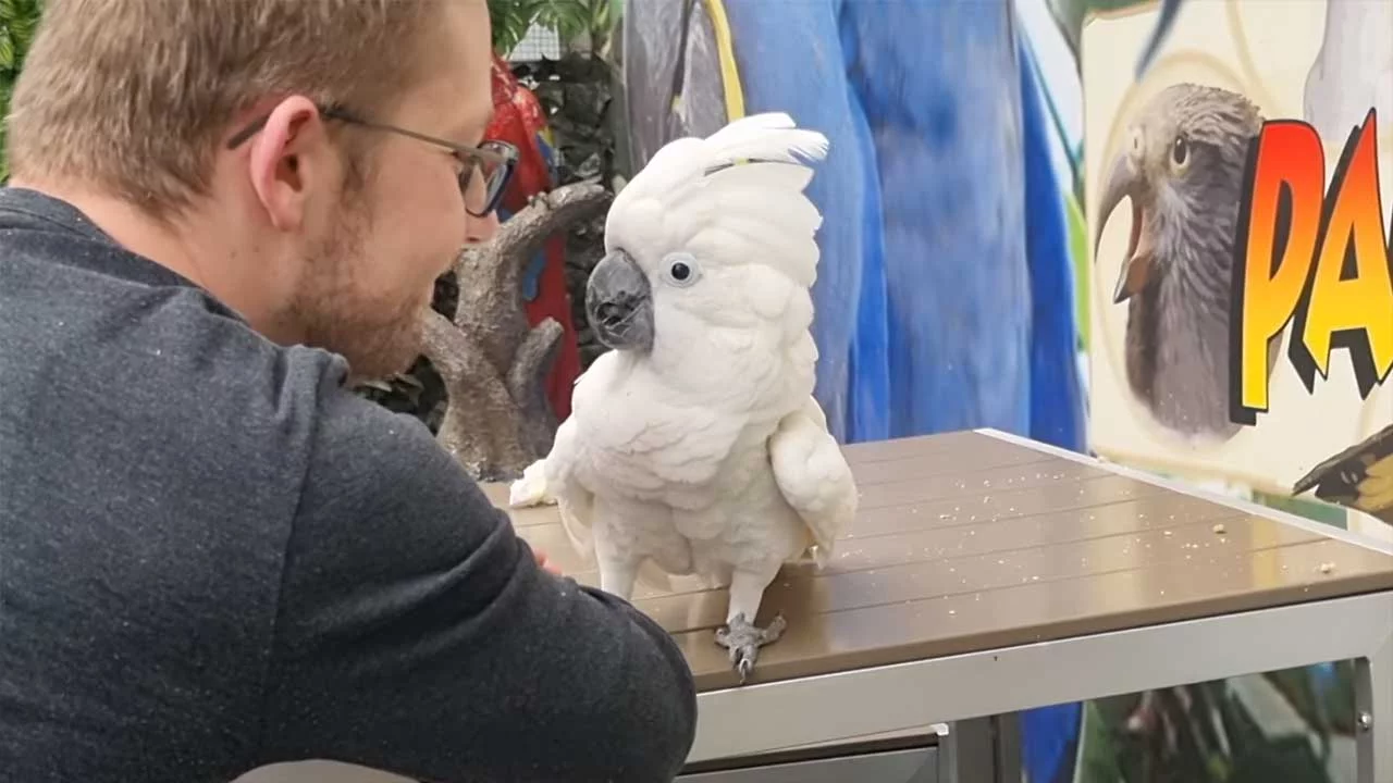 VIDEO: Kakadu Henry...