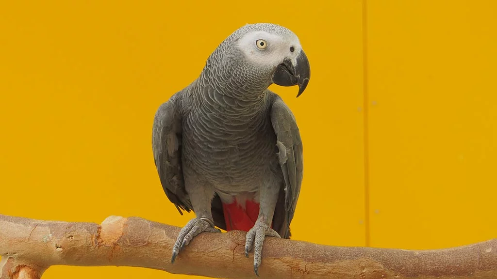 Vermittlung Graupapageien - m/w