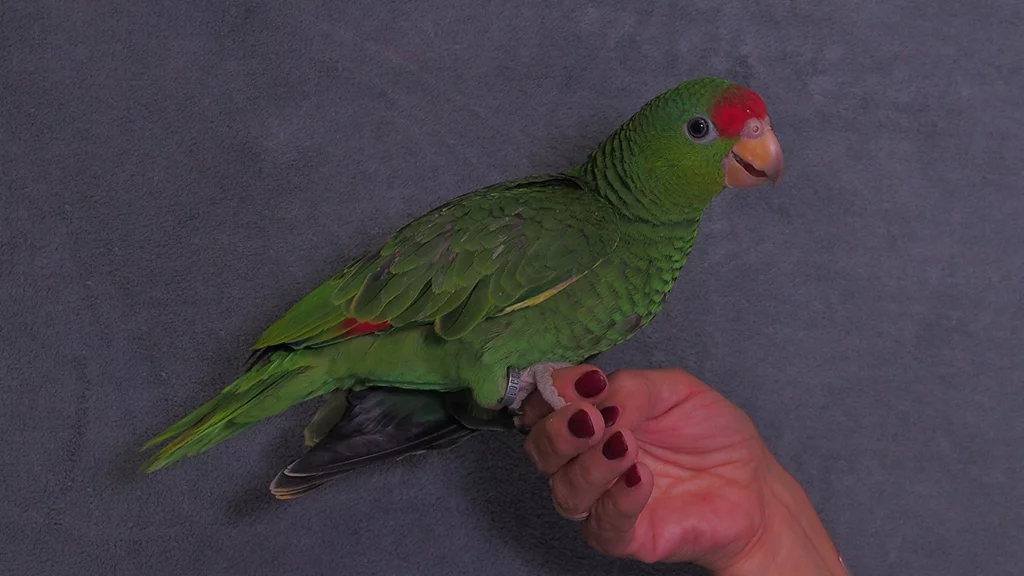 Grünwangen Amazonen - m/w - in der Vermittlung - nur paarweise