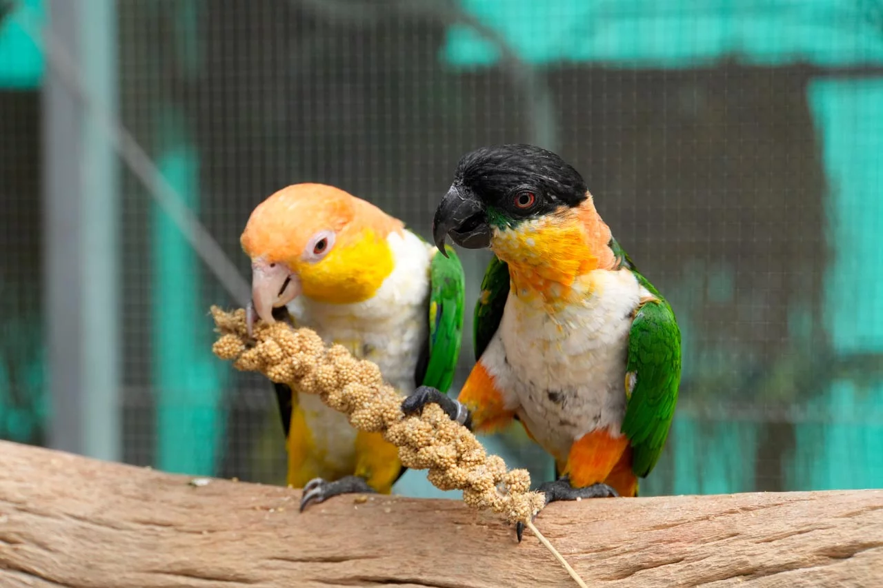 CLUB Fotostrecke Papageien Café