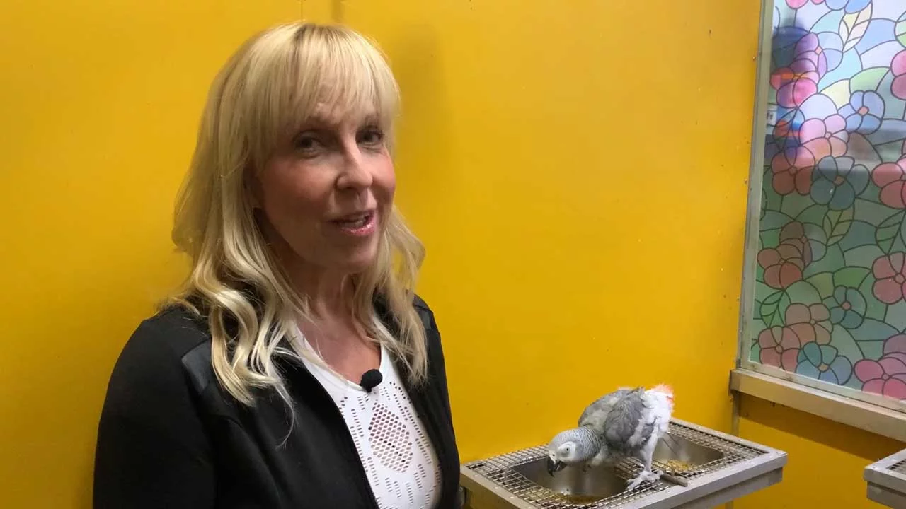 VIDEO: Was tun, wenn der Papagei rupft?