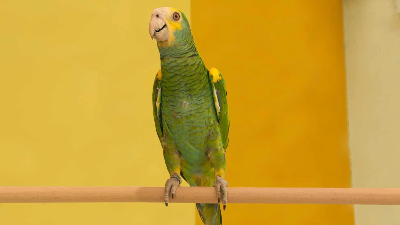 Vermittlung Gelbschulter-Amazone  - m/w