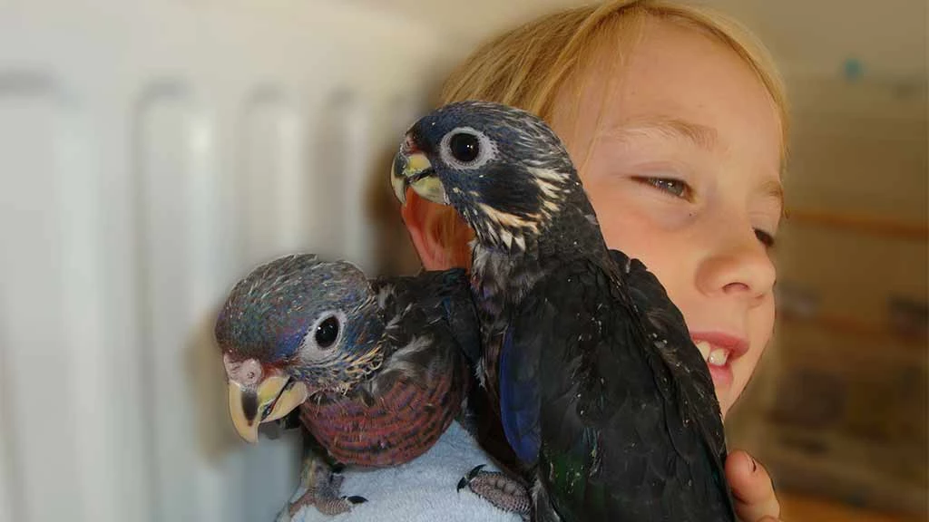 Zahme Papageien kaufen