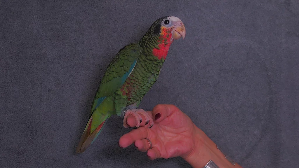 Kuba Amazonen - m/w - in der Vermittlung - nur paarweise