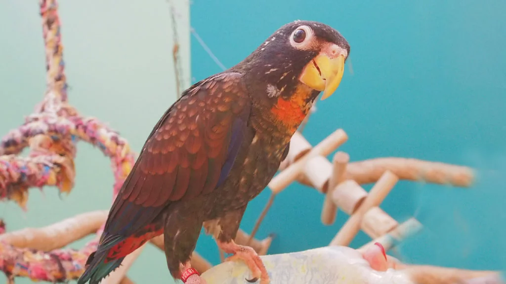 Vermittlung Glanzflügel Papageien (Pionus chalcopterus) - m/w - nur paarweise