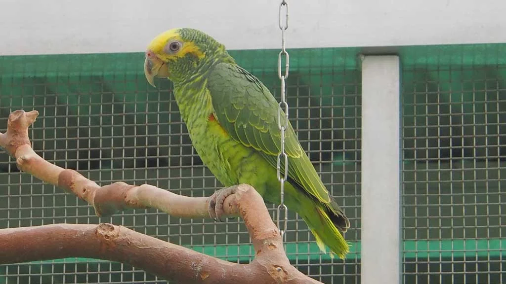 Vermittlung Gelbbauch Amazonen (Alipiopsitta xanthops) - m/w - nur paarweise