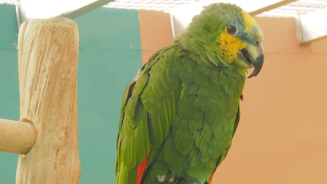 Venezuela-Amazone m/w 