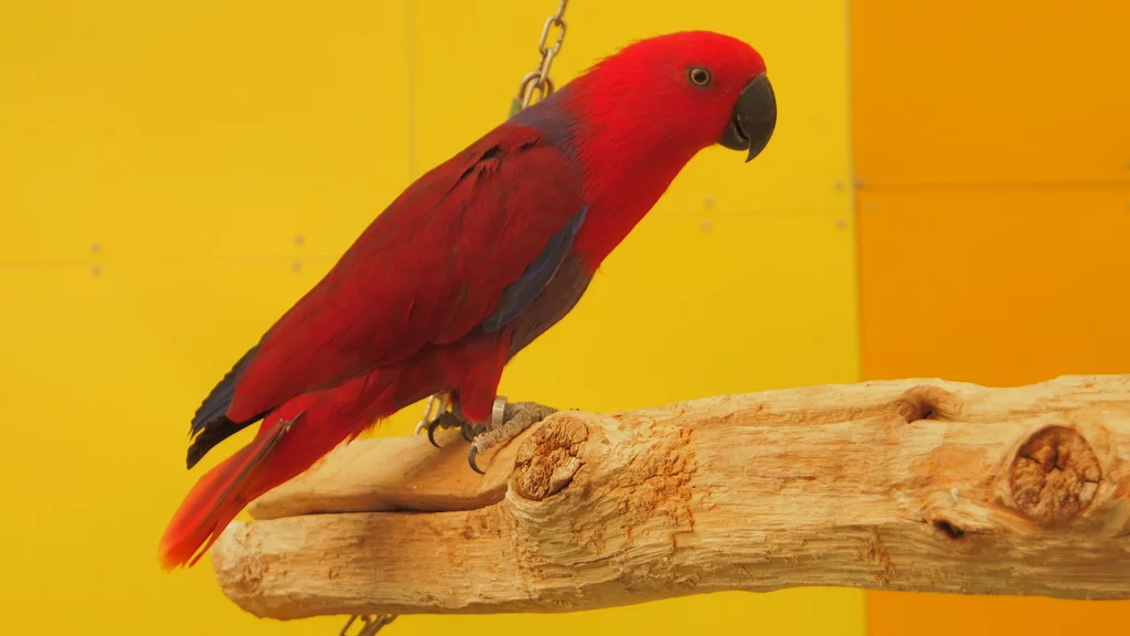 Edelpapageien - w - zur Vermittlung