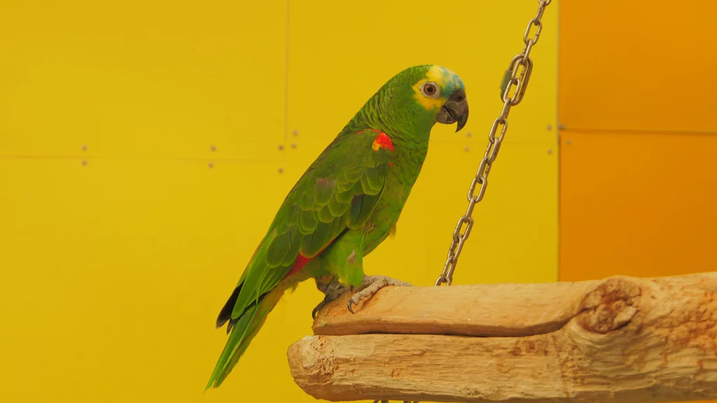 Blaustirnamazonen - m/w - in der Vermittlung - nur paarweise