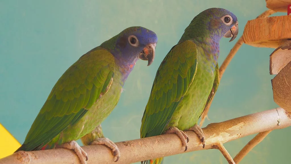 Schwarzohrpapageien - m/w - in der Vermittlung - nur paarweise