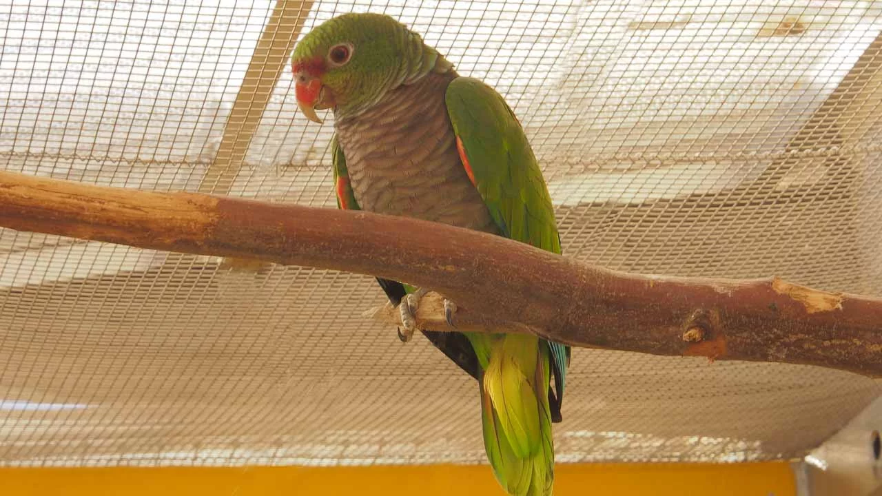 Taubenhalsamazone - m/w - in der Vermittlung - nur paarweise