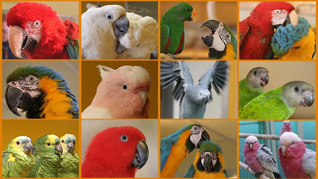 Aktuelle Liste Abgabetiere des Papageienpark