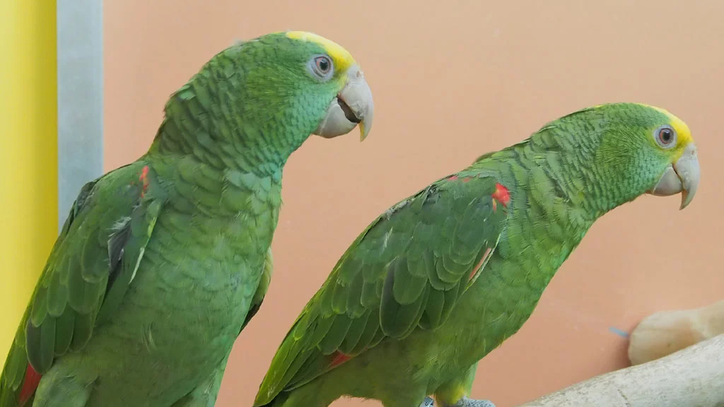 Vermittlung hübsche Doppelgelbkopf Amazonen - m/w - nur paarweise