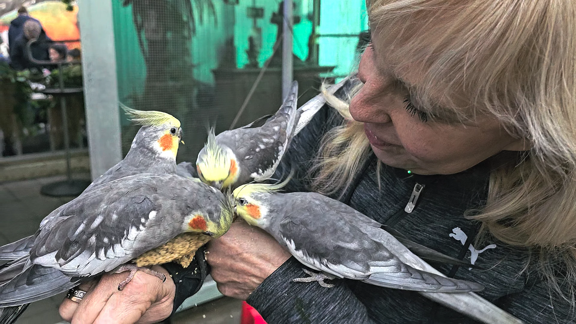 VIDEO: Nympensittiche im Papageien-Café