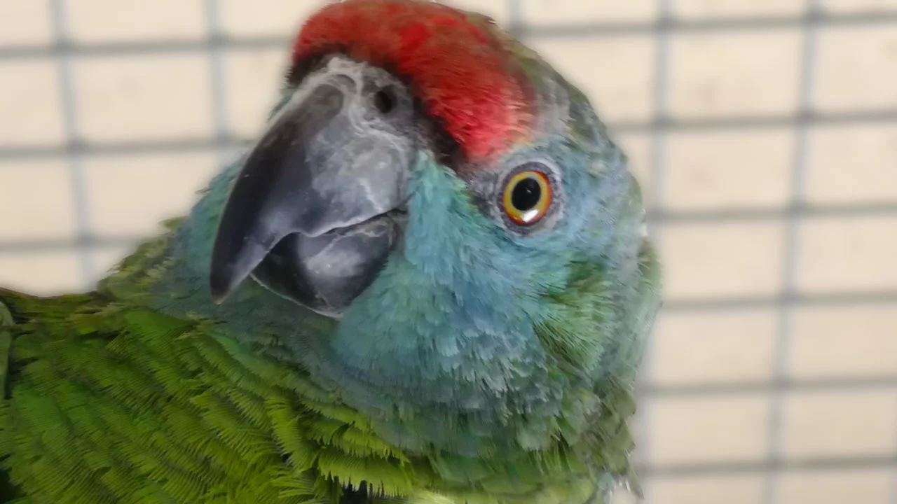 Vermittlung Blaubartamazonen - m/w