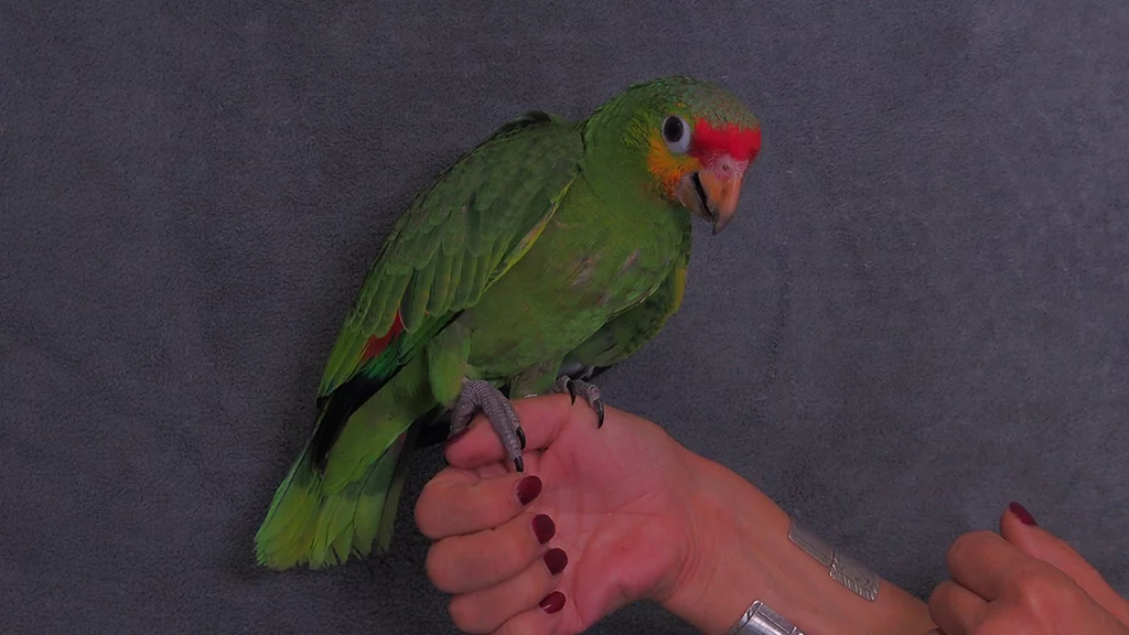 Gelbwangenamazonen - m/w - in der Vermittlung - nur paarweise