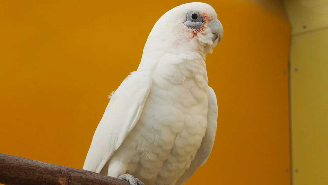 Nacktaugenkakadu - m/w - in der Vermittlung - nur paarweise