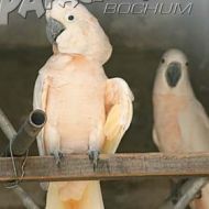 Papageienexpedition Phillipinen 05.2008