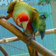 Bildimpressionen Aras im Papageienpark 2008