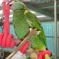 Impressionen spielender Papageien 2008