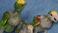Die schönsten Bilder unserer Papageien-Nachzuchten