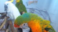 Papageienpark auf Messe Animal