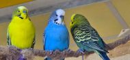 Wellensittiche zur Abgabe