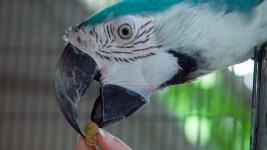 Gesundes Futter für Papageien: Infos vom papageienpark Bochum aus über 20 Jahren Erfahrung