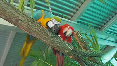 Papageienpark Café erleben