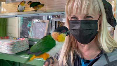 Gefiederter Angriff auf die Papageien-Café Küche