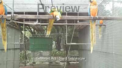 BII Manila Papageien-Zuchtanlage