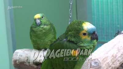 Amazonen im Papageienpark