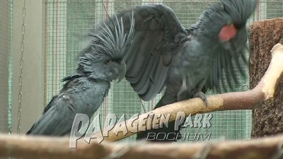 Palm-Kakadus im Papageienpark