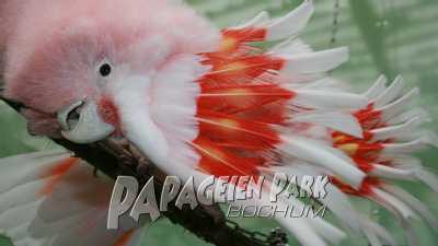 Inkakakadus im Papageienpark